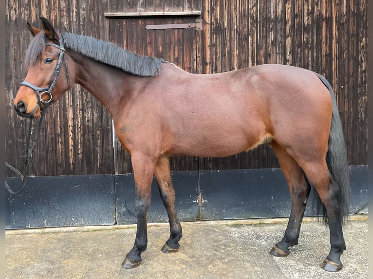 German Riding Pony Gelding 6 years 15,1 hh Brown in Duderstadt