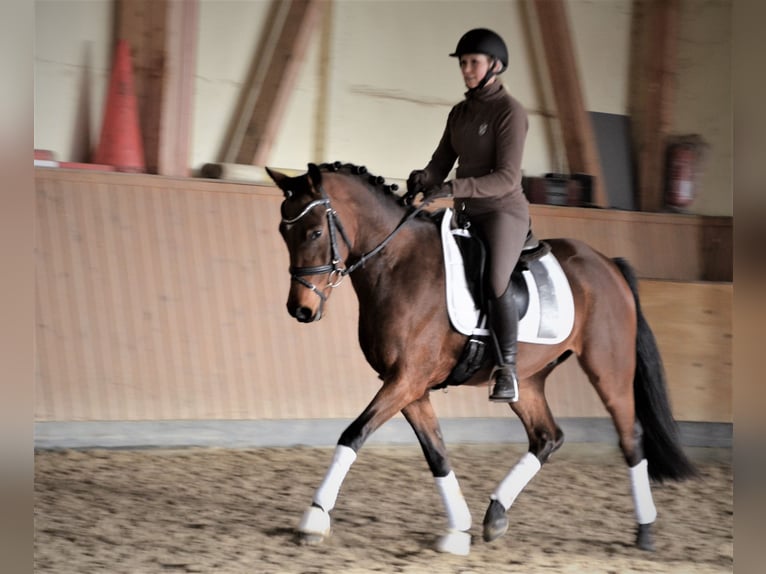 German Riding Pony Gelding 6 years 15,1 hh Brown in Duderstadt