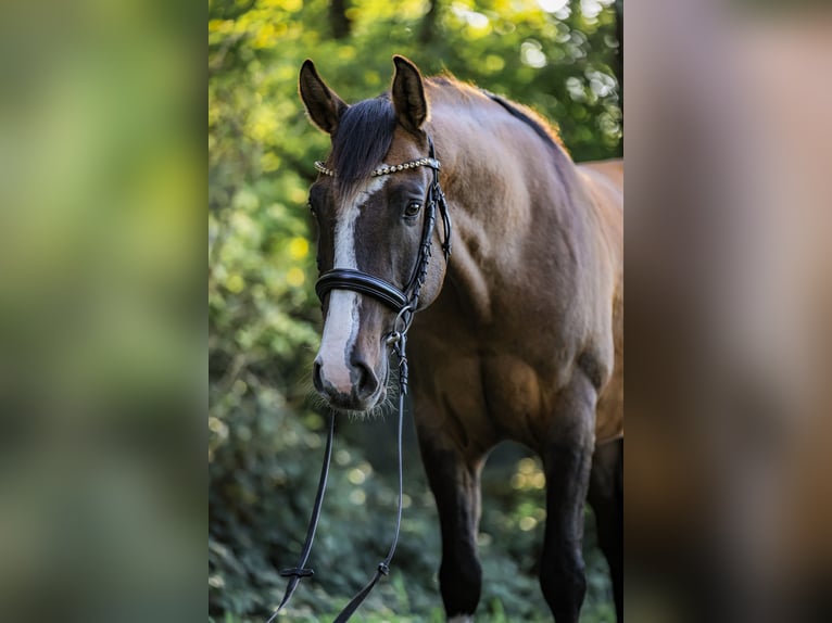 German Riding Pony Gelding 6 years 15.1 hh Dun in Lengerich