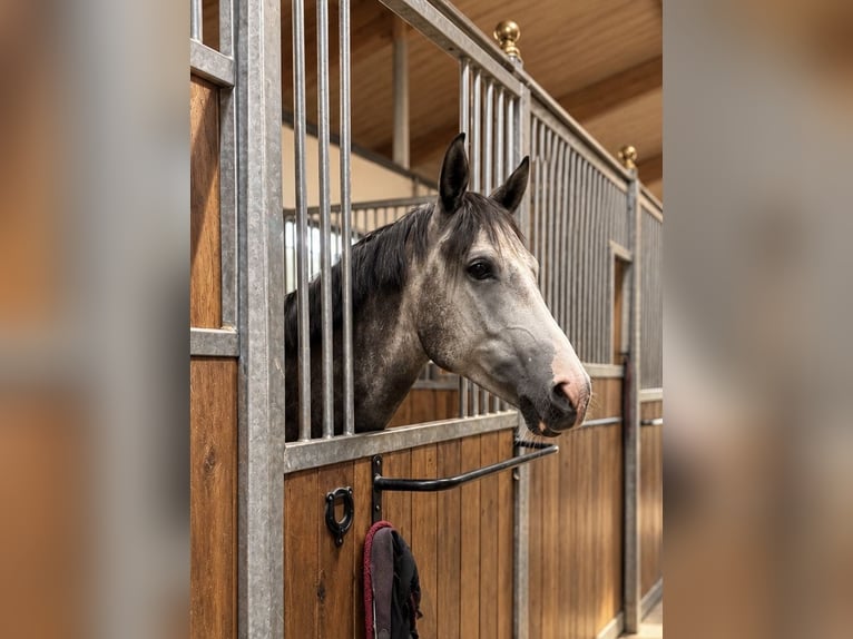 German Riding Pony Mix Gelding 6 years 15.1 hh Grey in Margarethen am Moos