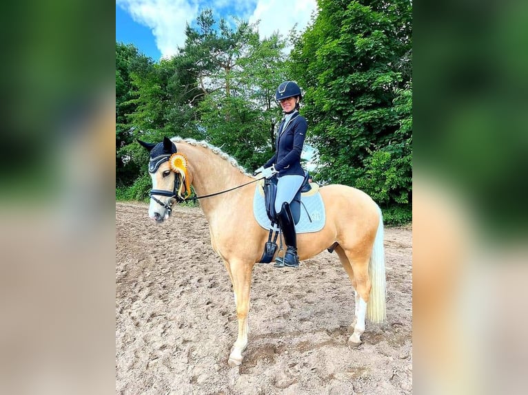 German Riding Pony Gelding 6 years 15,1 hh Palomino in Neckargemünd