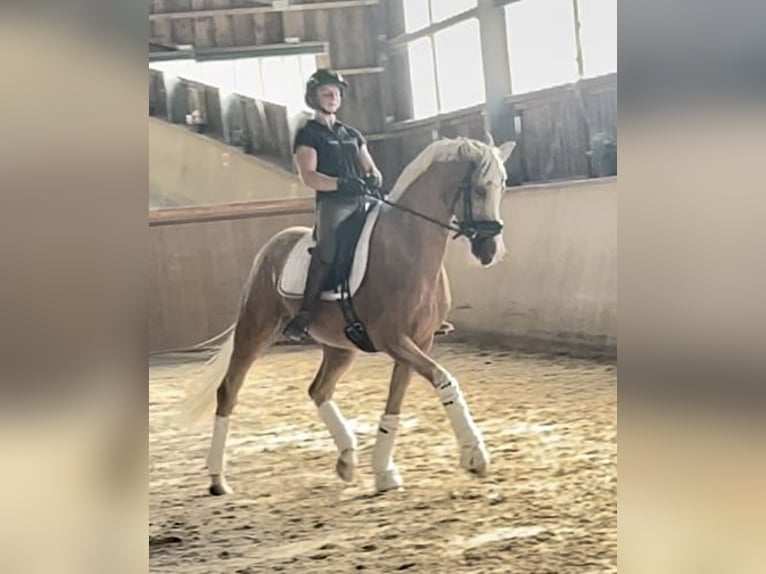 German Riding Pony Gelding 6 years 15,1 hh Palomino in Neckargemünd