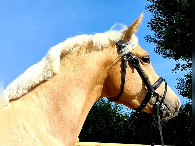 German Riding Pony Gelding 6 years 15,1 hh Palomino in Neckargemünd