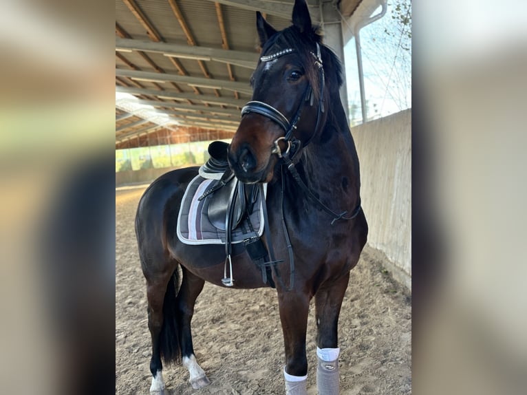 German Riding Pony Gelding 6 years 15.2 hh Brown in Dettenheim