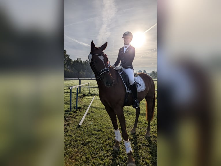 German Riding Pony Gelding 6 years 15.2 hh Chestnut-Red in Heek