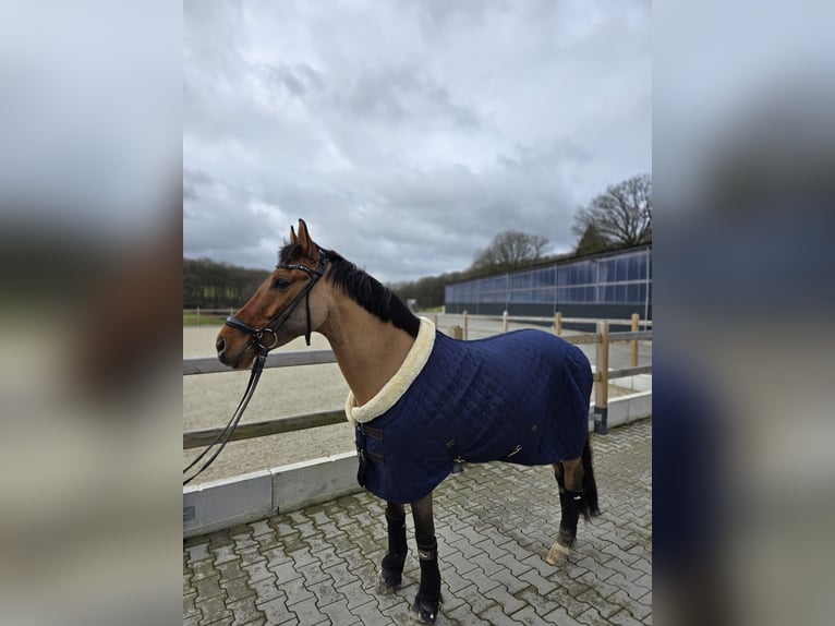 German Riding Pony Gelding 6 years 15.2 hh Dun in Ennepetal