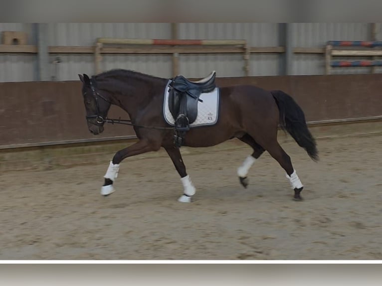 German Riding Pony Gelding 6 years 15 hh Black in Alfhausen