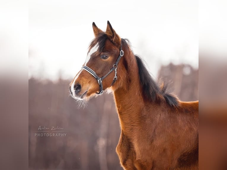 German Riding Pony Gelding 6 years 15 hh Brown in Syke