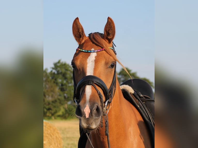 German Riding Pony Gelding 6 years 15 hh Chestnut-Red in Wangerland HohenkirchenWangerland