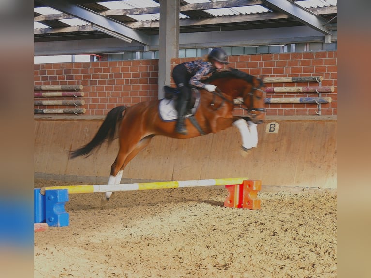 German Riding Pony Gelding 6 years 15 hh in Dorsten