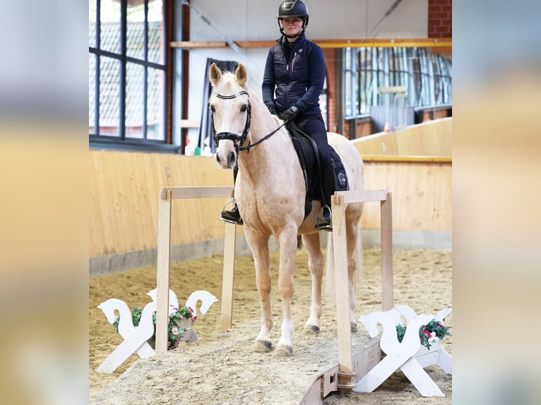 German Riding Pony Gelding 6 years 15 hh in Stuhr