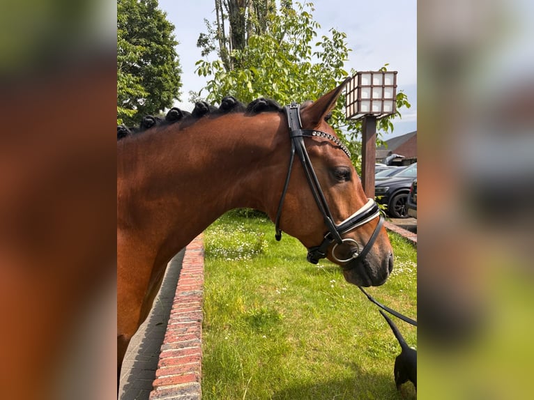 German Riding Pony Gelding 6 years 15,1 hh Bay-Dark in Krefeld