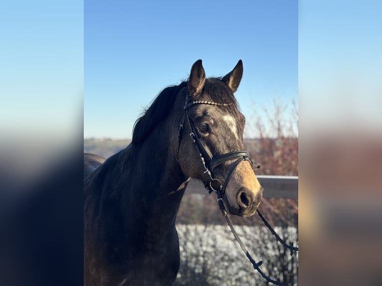 German Riding Pony Gelding 6 years 15,1 hh Brown in Iggingen