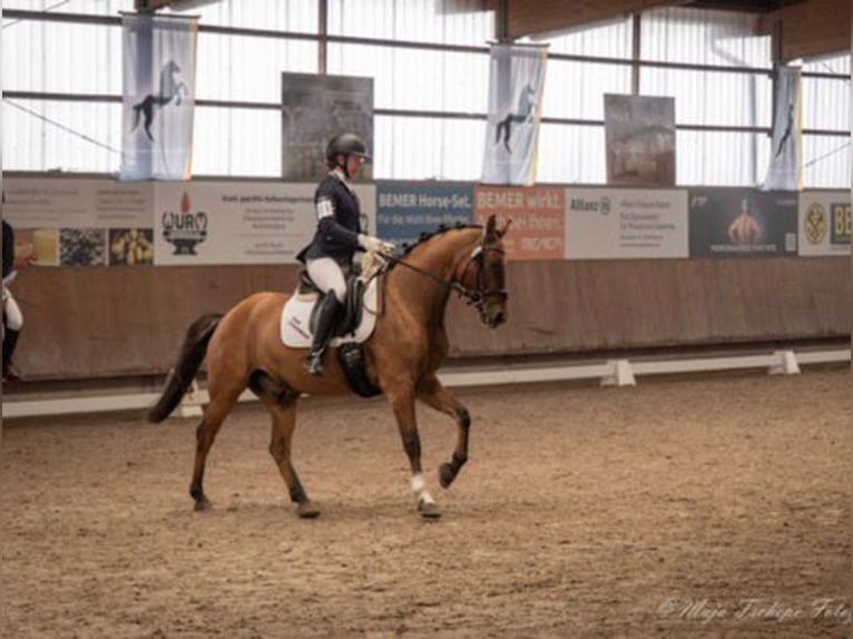 German Riding Pony Gelding 6 years 15,1 hh Dun in Wegberg