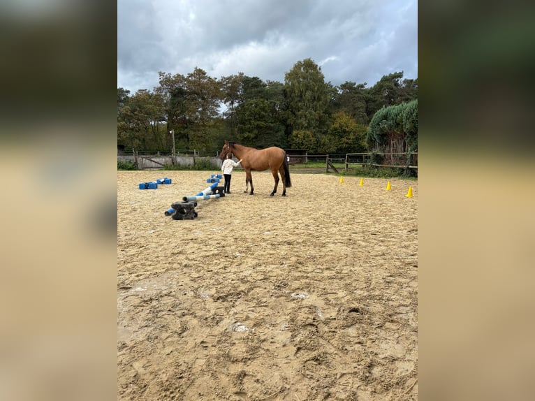 German Riding Pony Gelding 6 years 15,1 hh Dun in Wegberg