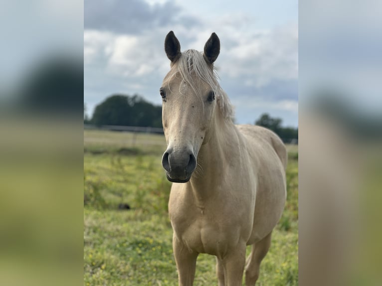 German Riding Pony Gelding 6 years 15,1 hh Palomino in Delmenhorst