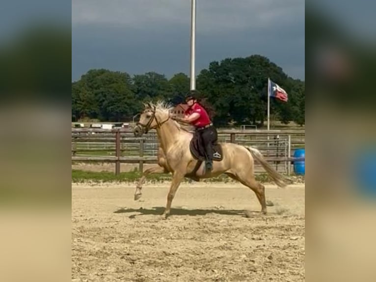 German Riding Pony Gelding 6 years 15,1 hh Palomino in Delmenhorst