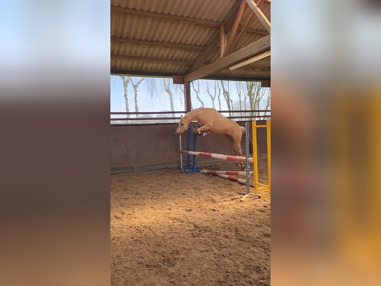 German Riding Pony Gelding 6 years 15,1 hh Palomino in Delmenhorst