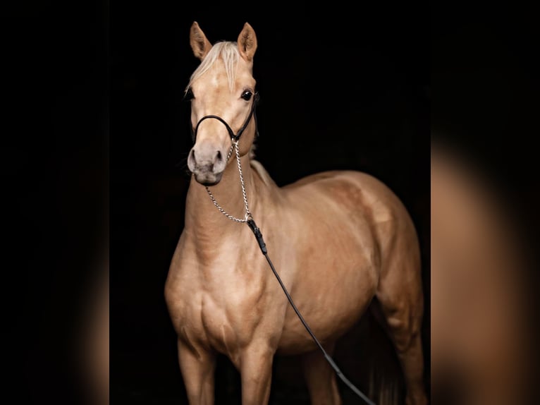 German Riding Pony Gelding 6 years 15,1 hh Palomino in Delmenhorst