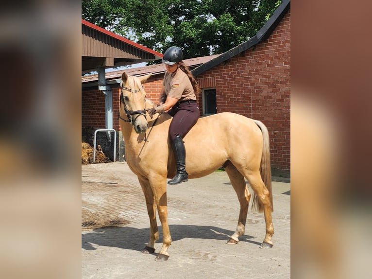 German Riding Pony Gelding 6 years 15,1 hh Palomino in Delmenhorst