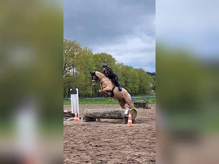 German Riding Pony Gelding 6 years 15,1 hh Palomino in Delmenhorst