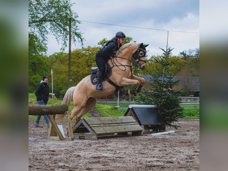 German Riding Pony Gelding 6 years 15,1 hh Palomino in Delmenhorst