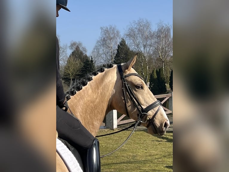 German Riding Pony Gelding 6 years 15,2 hh Dun in Sch&#xF6;nhorstSch&#xF6;nhorst