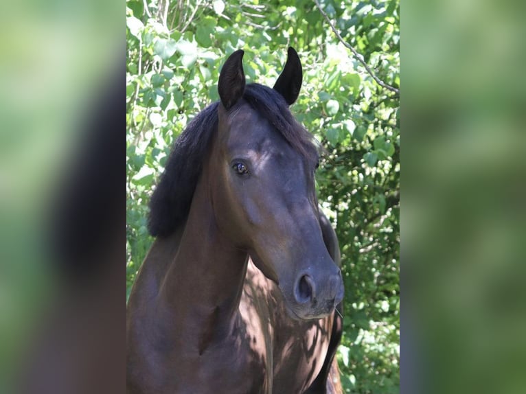 German Riding Pony Gelding 7 years 13,2 hh Black in Jena