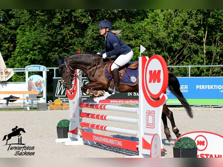 German Riding Pony Gelding 7 years 13,2 hh Black in Jena