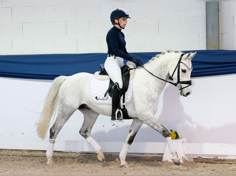 German Riding Pony Gelding 7 years 13.2 hh Grey in Marsberg