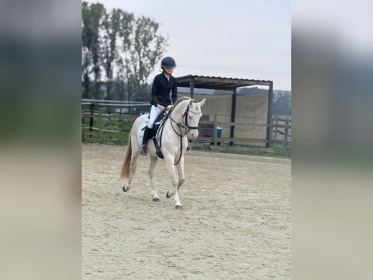 German Riding Pony Gelding 7 years 13.3 hh Cremello in Bergheim