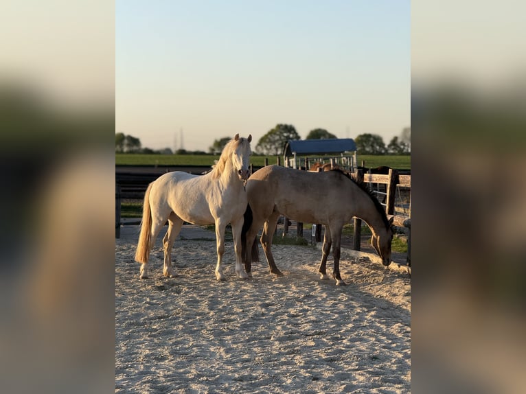 German Riding Pony Gelding 7 years 13.3 hh Cremello in Bergheim