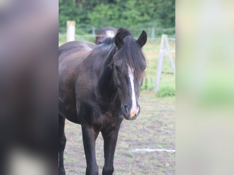 German Riding Pony Mix Gelding 7 years 13,1 hh Black in Heede