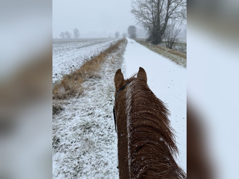 German Riding Pony Gelding 7 years 13,2 hh Red Dun in Hedersleben