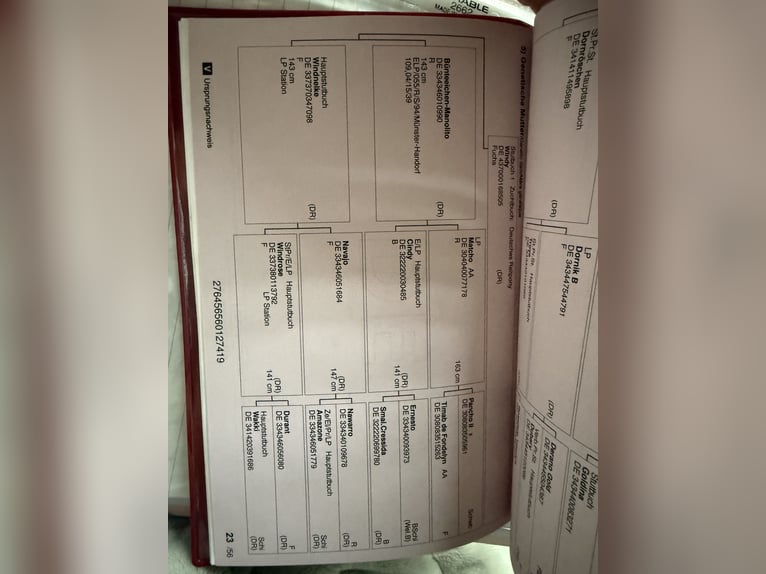 German Riding Pony Gelding 7 years 13,2 hh Red Dun in Hedersleben