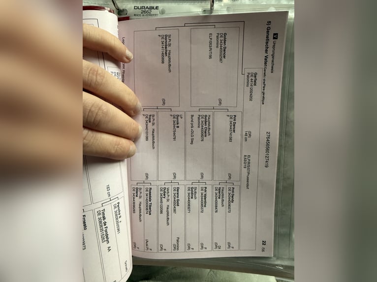 German Riding Pony Gelding 7 years 13,2 hh Red Dun in Hedersleben