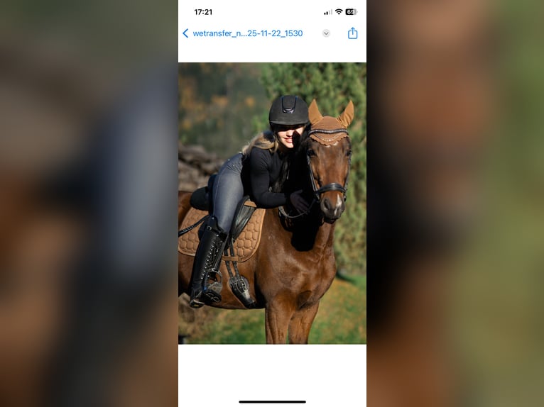 German Riding Pony Gelding 7 years 14.1 hh Brown in Breitenbach am Inn