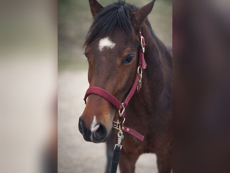 German Riding Pony Gelding 7 years 14.1 hh Brown in Breitenbach am Inn