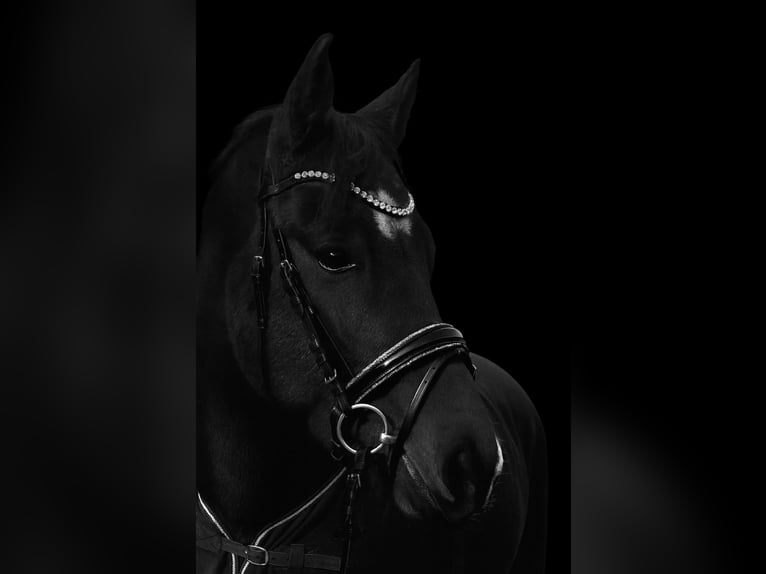 German Riding Pony Gelding 7 years 14.1 hh Brown in Kundl