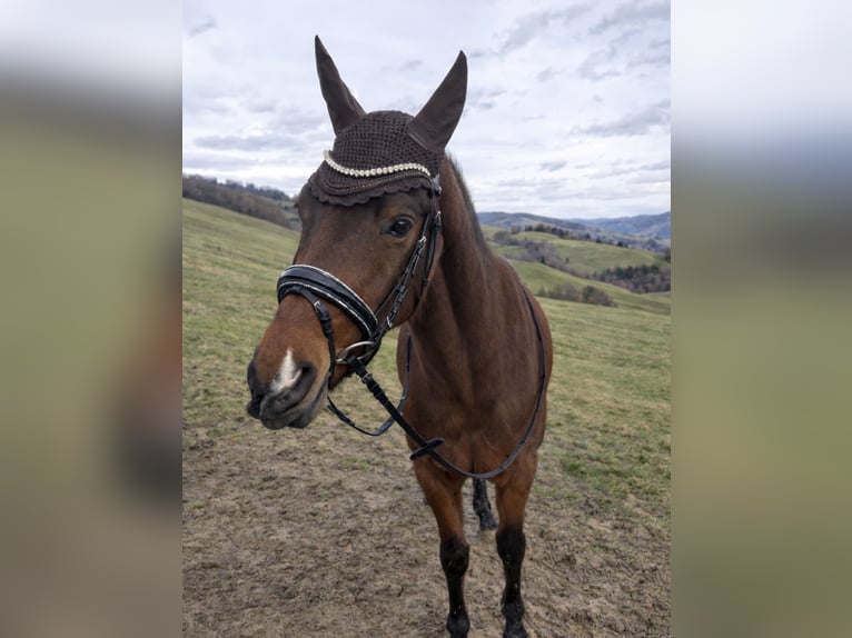 German Riding Pony Gelding 7 years 14.1 hh Brown in Kundl