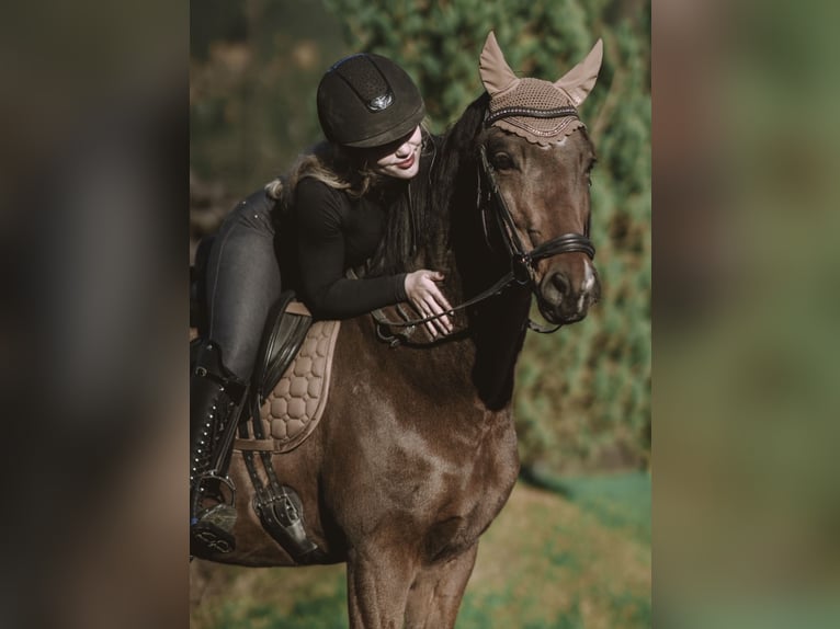 German Riding Pony Gelding 7 years 14.1 hh Brown in Kundl