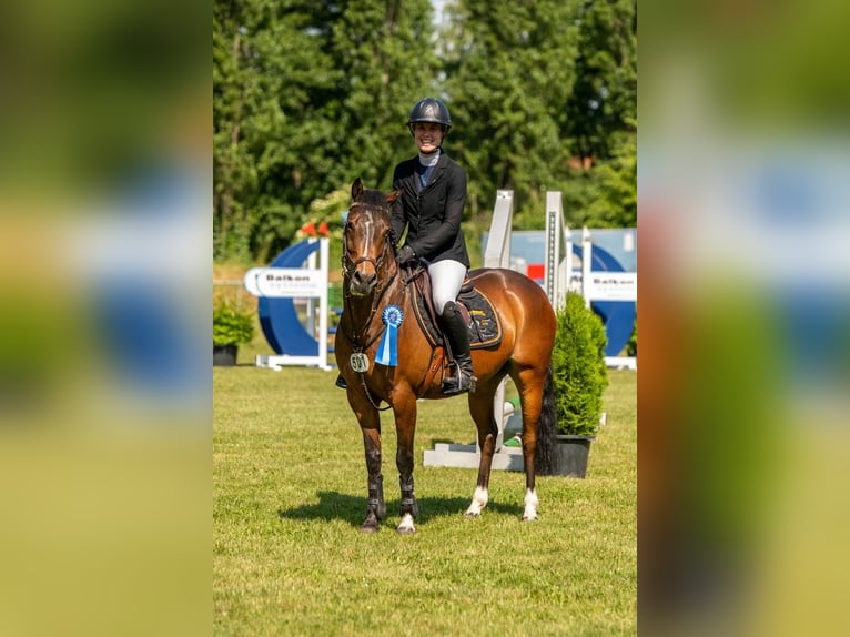 German Riding Pony Gelding 7 years 14,1 hh Brown in Halle