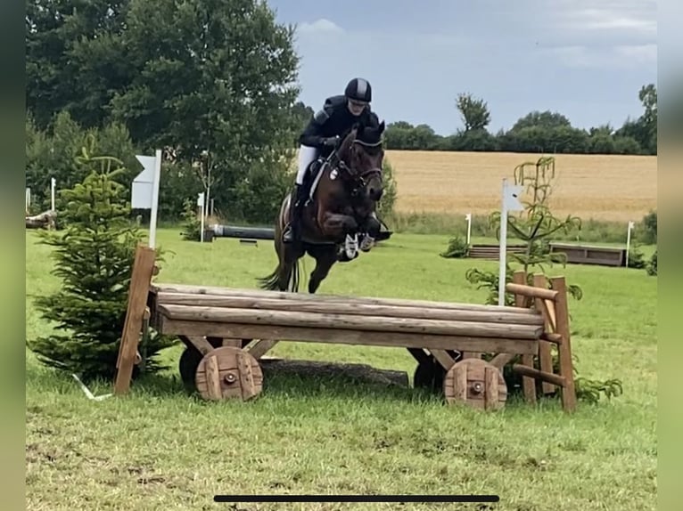 German Riding Pony, Gelding, 7 years, 14.1 hh, Brown