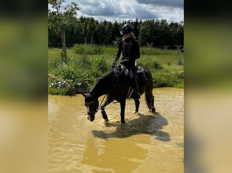 German Riding Pony Gelding 7 years 14,1 hh Chestnut in Fellbach