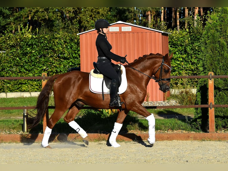 German Riding Pony Gelding 7 years 14,1 hh Chestnut-Red in Klötze