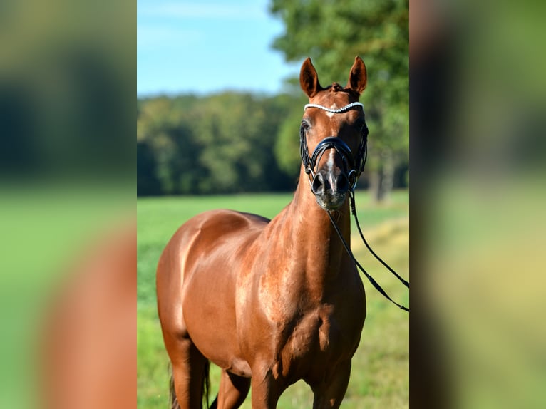 German Riding Pony Gelding 7 years 14,1 hh Chestnut-Red in Klötze