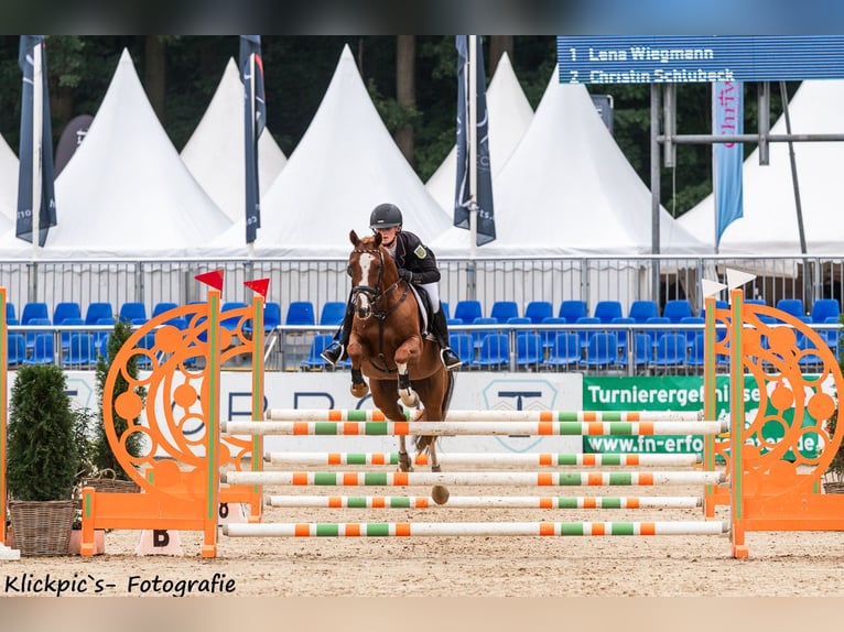 German Riding Pony Gelding 7 years 14,1 hh Chestnut-Red in Lengenfeld