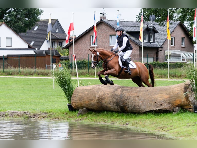 German Riding Pony Gelding 7 years 14,1 hh Chestnut-Red in Lengenfeld