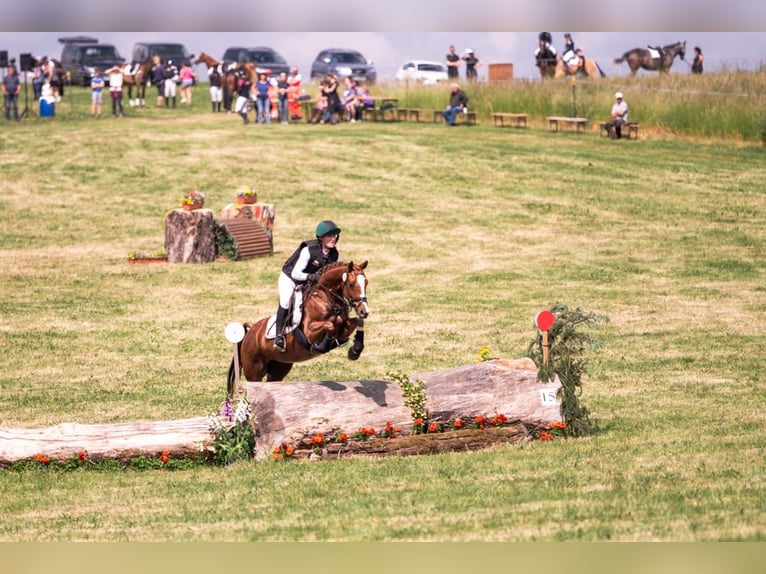 German Riding Pony Gelding 7 years 14,1 hh Chestnut-Red in Lengenfeld