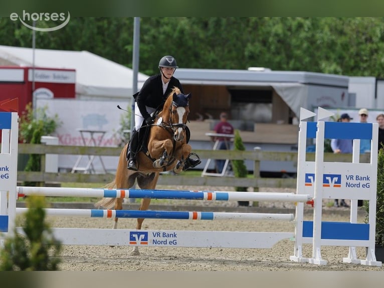 German Riding Pony Gelding 7 years 14.1 hh Chestnut-Red in Süderlügum